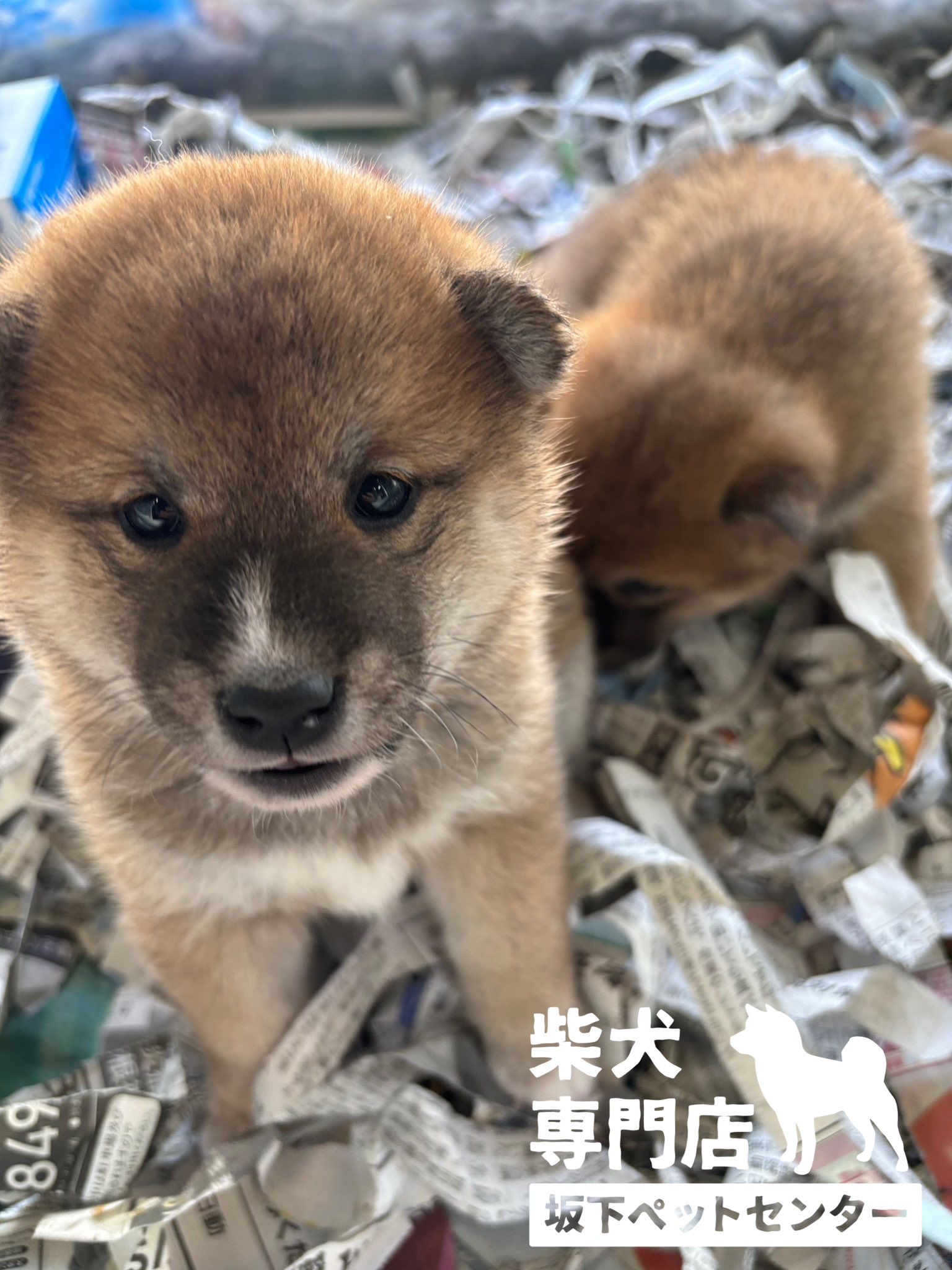 柴犬専門店 横浜【自家繁殖】 (@saka_petcenter) / X
