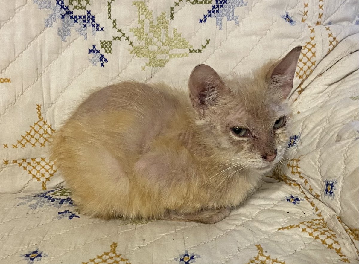 Shannon Minter tweet media