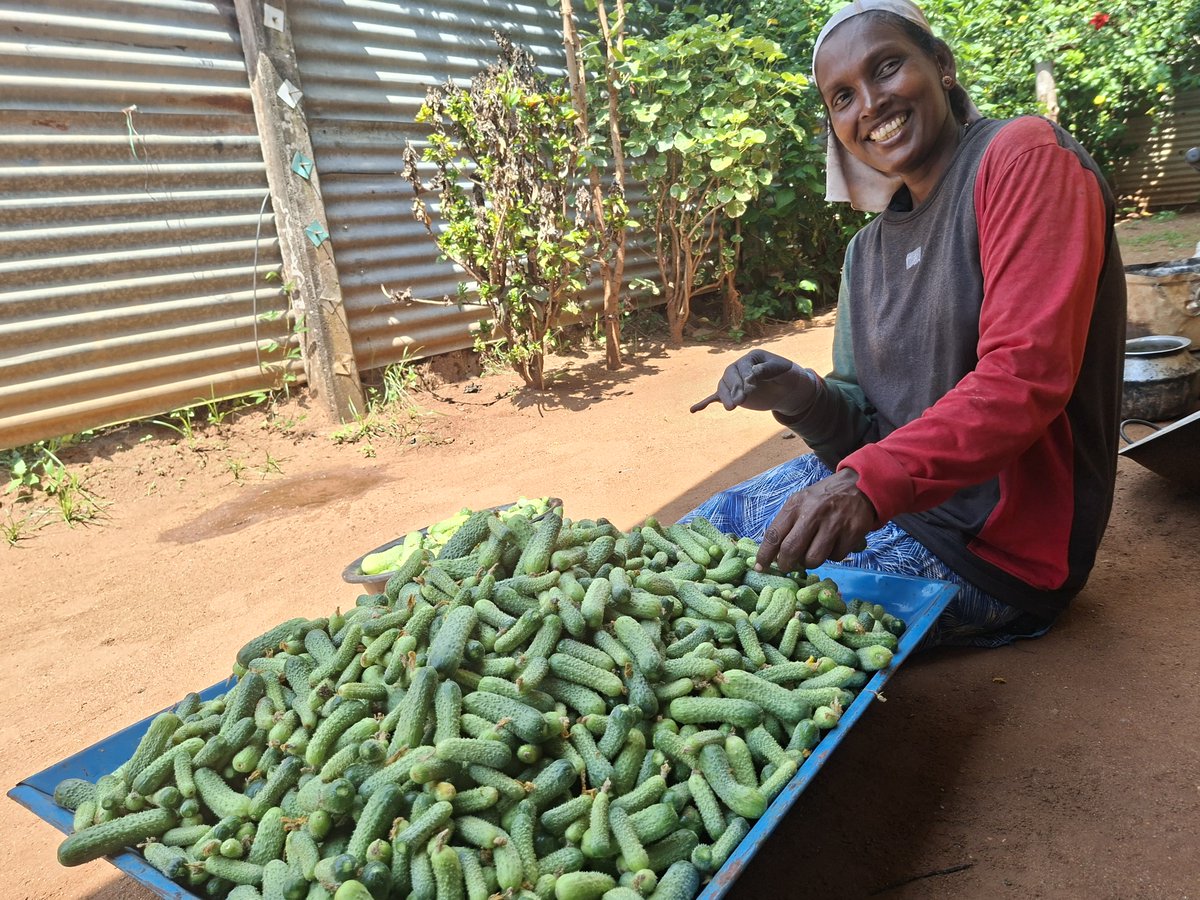 ILOColombo's tweet photo. The gherkin harvest is underway in Mullaitivu. Within 10 days, Mary’s harvest will turn into fresh income deposited in her bank account. @ilo PAVE project, supported by @norwayinindia, builds lasting jobs in promising sectors in #SriLanka’s North. https://t.co/3kDX44bMcL