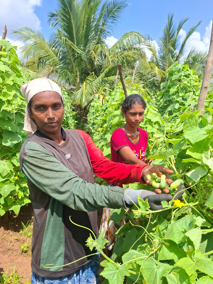 ILOColombo's tweet photo. The gherkin harvest is underway in Mullaitivu. Within 10 days, Mary’s harvest will turn into fresh income deposited in her bank account. @ilo PAVE project, supported by @norwayinindia, builds lasting jobs in promising sectors in #SriLanka’s North. https://t.co/3kDX44bMcL