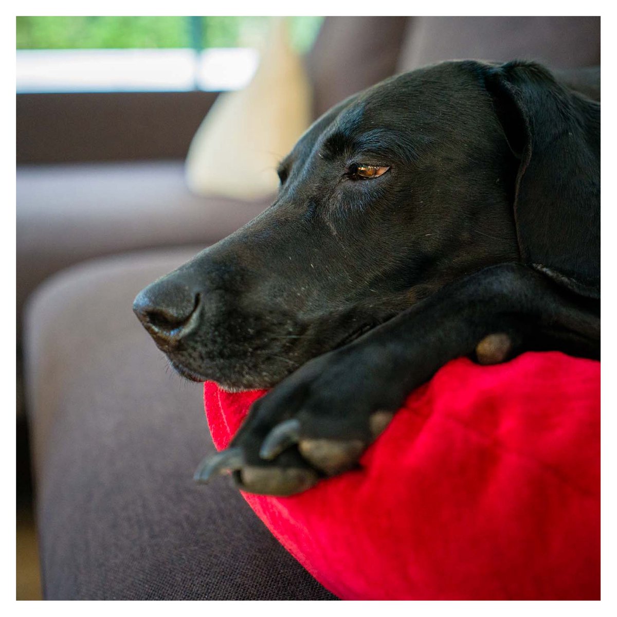 Schläfrig
#PictureOfTheDay #FotoDesTages
thomaswinzer.com