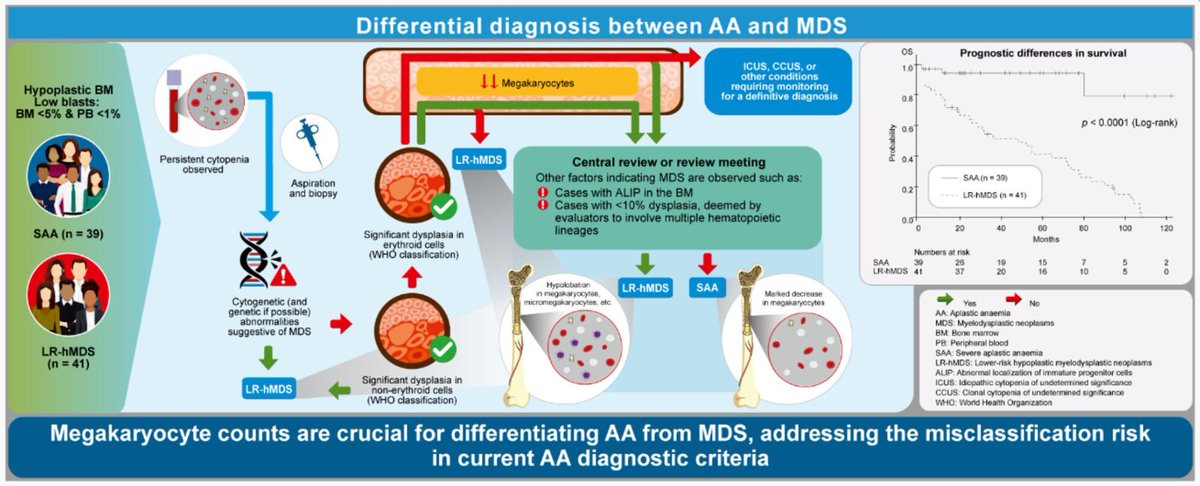 Comparison of severe aplastic anaemia and lower risk hypoplastic myelodysplastic neoplasms: Critical role of megakaryocyte count in distinguishing aplastic anaemia from myelodysplastic neoplasms 
buff.ly/3x8G0xM