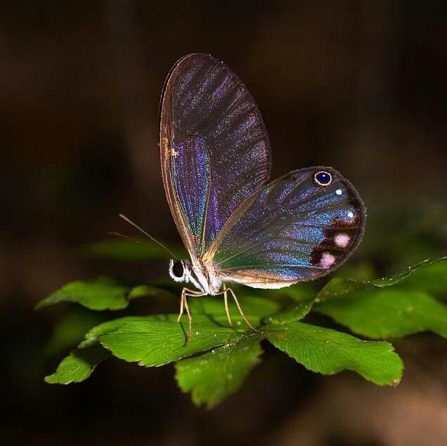 faewings's tweet image. clearwing satyr butterfly