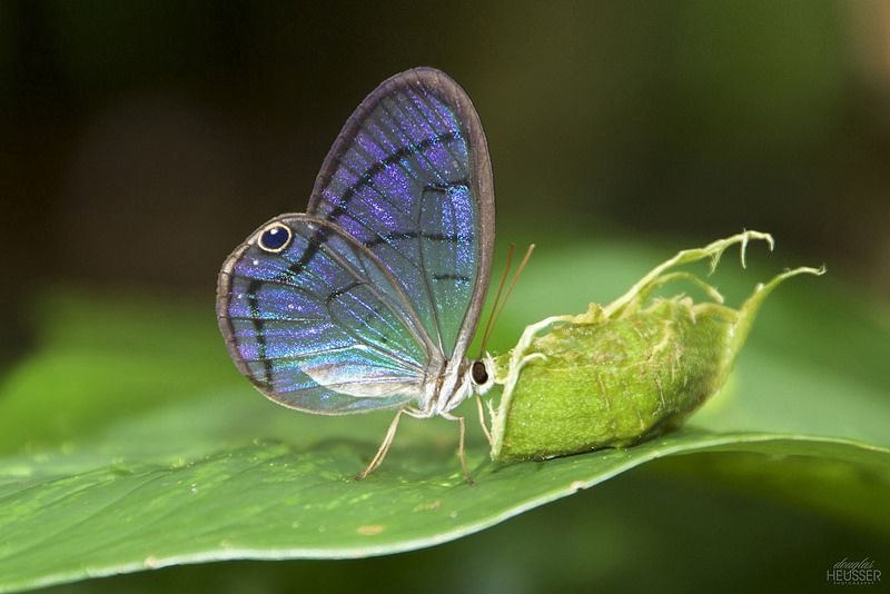faewings's tweet image. clearwing satyr butterfly