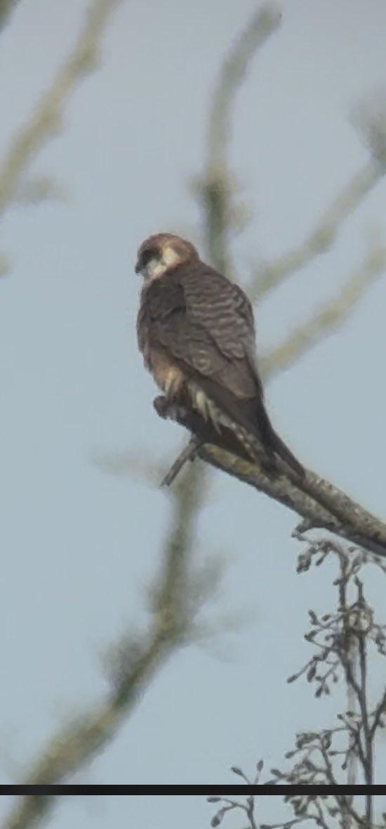 Nice to catch up with the female RFF behind Durstons peat works last night. Happy to confirm my possible i had over head on Wednesday 30th from VP2 as this bird, with it being seen from the Avalon hide on Friday morning. Glad it was finally pinned down so others could see it!