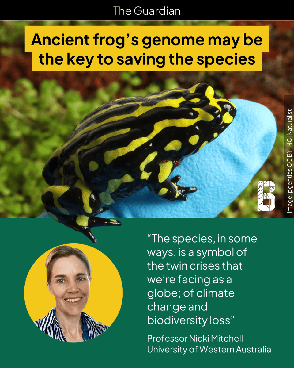 Experts hope that the newly mapped genome of one of Australia’s most threatened amphibians - the southern corroboree frog - could lead to selective breeding and genetic engineering to increase their resistance to a deadly disease and climate change. 

The Critically Endangered