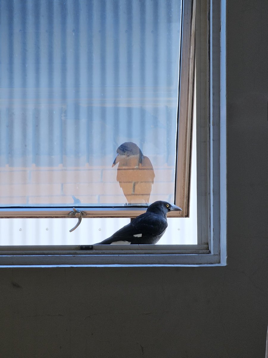Thom996's tweet image. Two visitors to my office today - Pied currawongs.