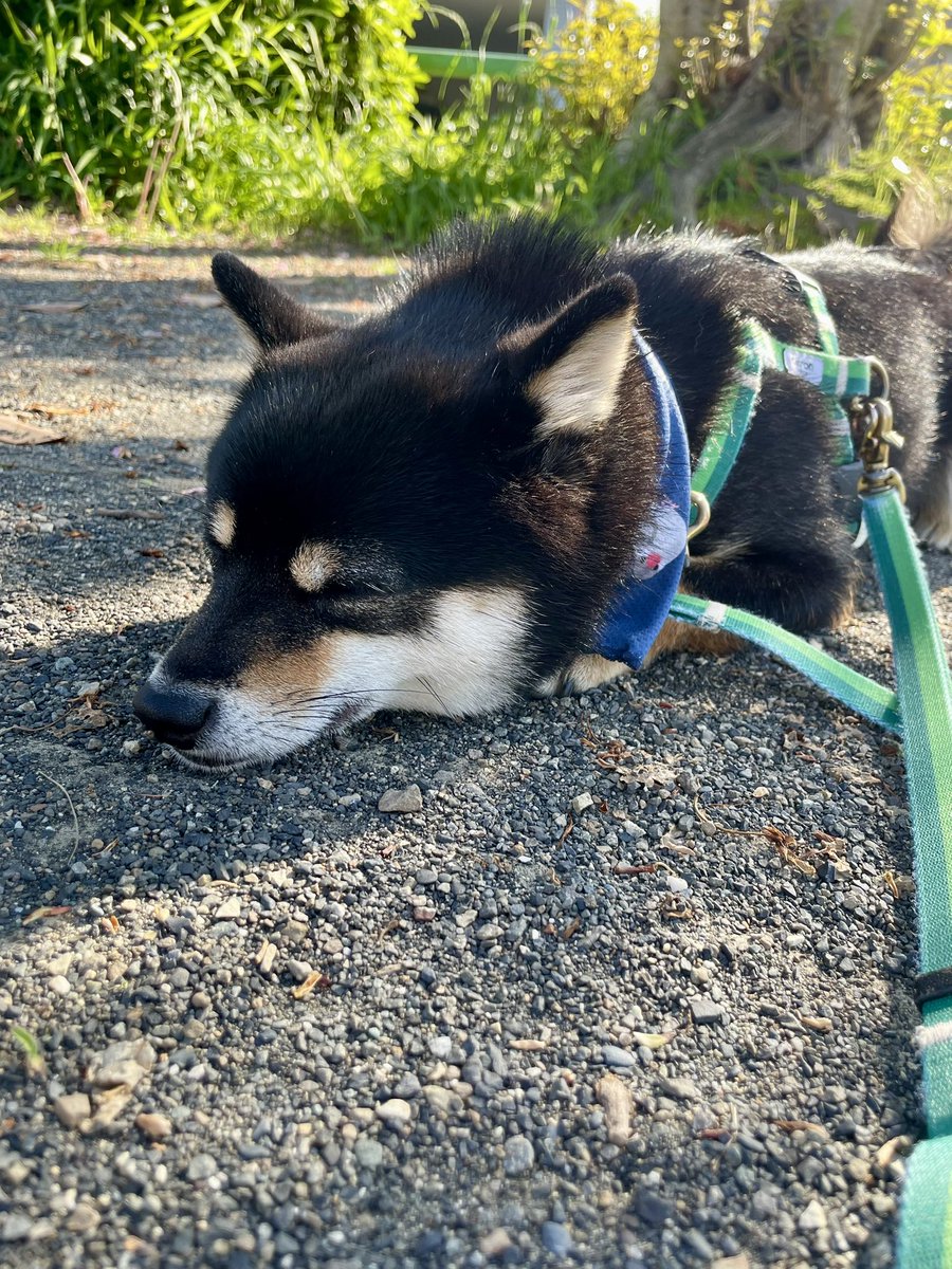hani2295's tweet photo. すやっ https://t.co/OploQQdWfb