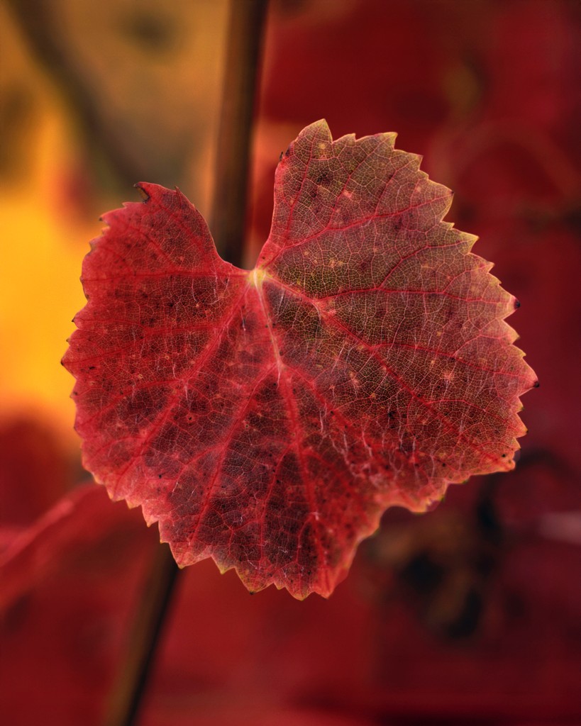 Written by Max Allen following his time at Pinot Noir New Zealand, 'Learning from the Māori' is a highly topical article shared on l8r.it/P9Yq. ⁠We loved seeing Richelle recognised for 'playing a prominent role' in the NZ wine industry.

l8r.it/XPCo