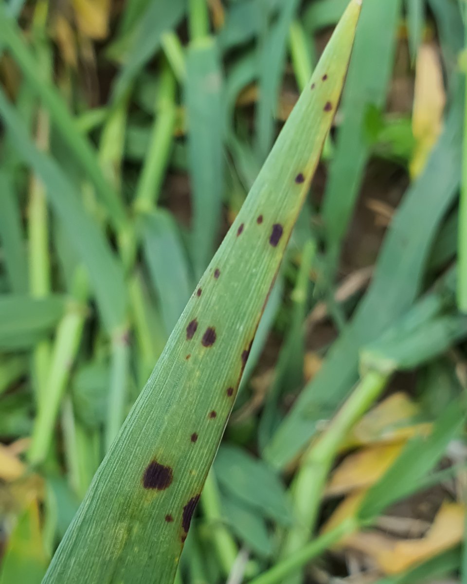“Ramularia may appear in crops shortly due to the stress brought about by rapid growth, dry weather &amp; diurnal temperature fluctuations.”

📖 Read our Head of Integrated Crop Management's advice on risks to consider ahead of T2 fungicide applications 🌱
loom.ly/rCz1520