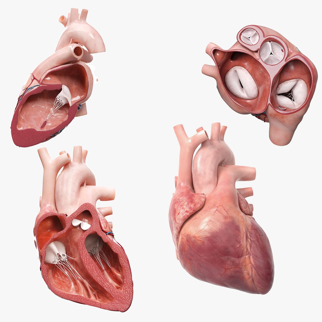 High-end photorealistic 3D model of Heart with animation @ tinyurl.com/2yedbyh4

#medical #Medicina #Heart #HealthForAll #anatomy #science #3DModel #Hospital #education #animation #medicalanimation #doctor