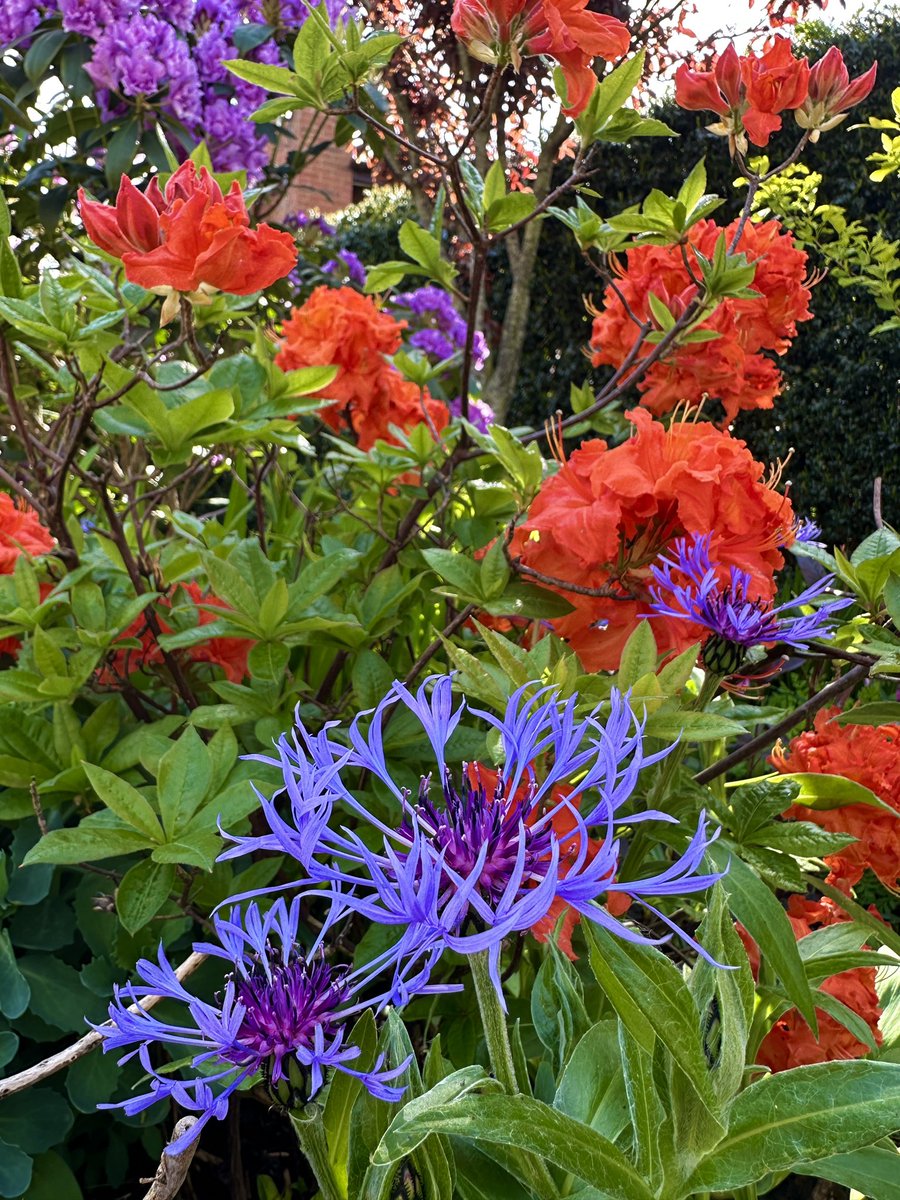 PotteringPolly's tweet image. #TuesdayBlue from Centaurea Montana &amp;amp; my purple rhododendron, with a splash of orange from Azalea ‘Gibraltar’.

I hope everyone had a lovely extended weekend 🌿💜🧡💙🌿

#blueflowers #flowers #mygarden