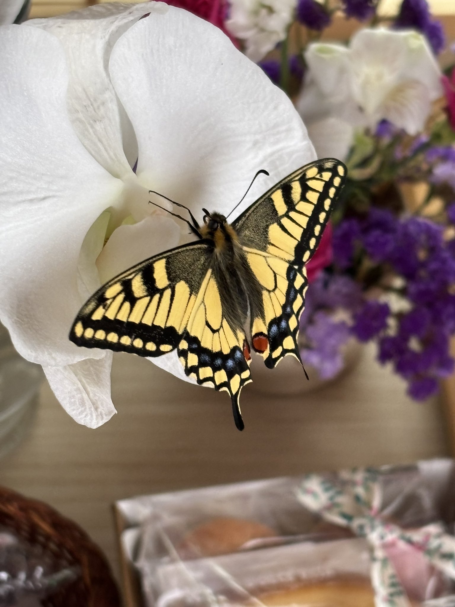 SANAE♡マイカ 240302 Show Music Core 현장포토 🖤 #TWICE #트와이스 #SANA #사나