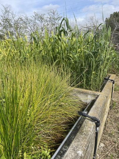 Laboratory of Viruses Contaminants of Water & Food tweet media