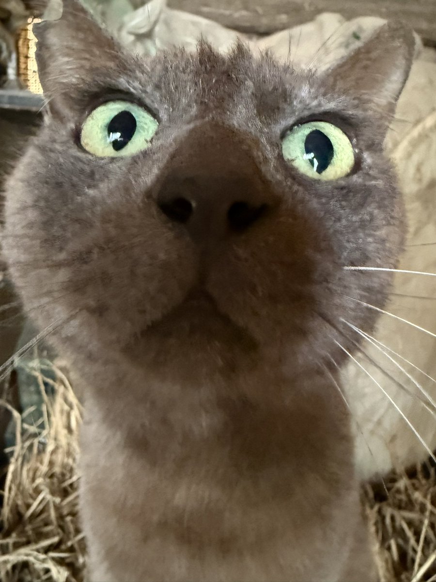 船橋開催2日目です🐴

本日は4頭出走します。

3R ザセントラル号
8R エルフレン号
11R プラセボ号
12R ヨシュア号

応援よろしくお願いします✨

ドアップのにゃーちゃん😽