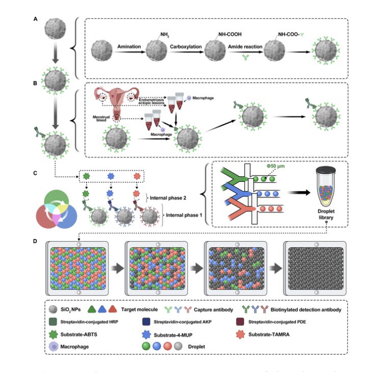 A Noninvasive Menstrual Blood-Based Diagnostic Platform for #Endometriosis Using Digital Droplet Enzyme-Linked Immunosorbent #Assay and Single-Cell RNA Sequencing. Click the link below to read this free, open access article. doi.org/10.34133/resea…