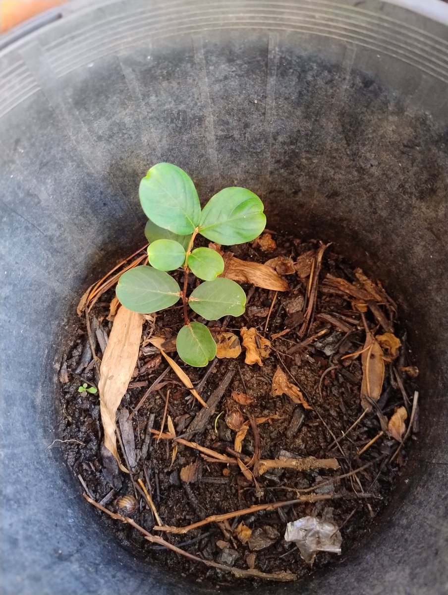 Crepe myrtle.

Sole survivor from my second attempt at propagating them from off cuts.

It was during summer and I took the bags off too early.

Will go nuts this coming spring though.