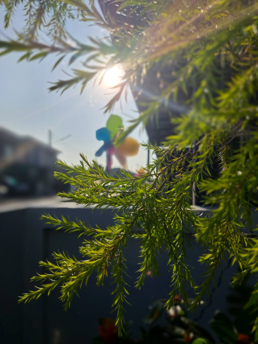 อเมริกาโน่ โนชูการ์ tweet media