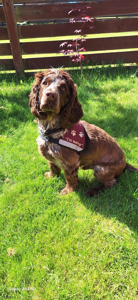 Graeme Reid (@graemereid9) on Twitter photo This wee guy has been a big part of our lives for the past 2 years. Today he leaves us for his new partner, who he'll assist as a Hearing Dog. Good luck Elf. You'll be amazing 🎉 <a href="/HearingDogs/">Hearing Dogs for Deaf People</a> This wee guy has been a big part of our lives for the past 2 years. Today he leaves us for his new partner, who he'll assist as a Hearing Dog. Good luck Elf. You'll be amazing 🎉 <a href="/HearingDogs/">Hearing Dogs for Deaf People</a>