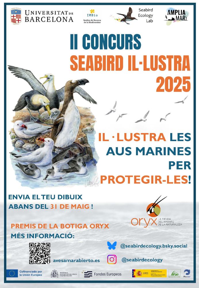 IRBioUB's tweet photo. II CONCURS SEABIRD IL·LUSTRA 2025
Encara sou a temps de presentar la vostra obra!! 🎨🦆
📆31 de maig de 2025
🏆Els i les guanyadors/es obtindreu un dels premis que patrocina @oryxnatura la botiga de natura per excel·lència!✨
@SeabirdEcology @FBiodiversidad #AMPLIAMAR https://t.co/1nLZXAzqgX