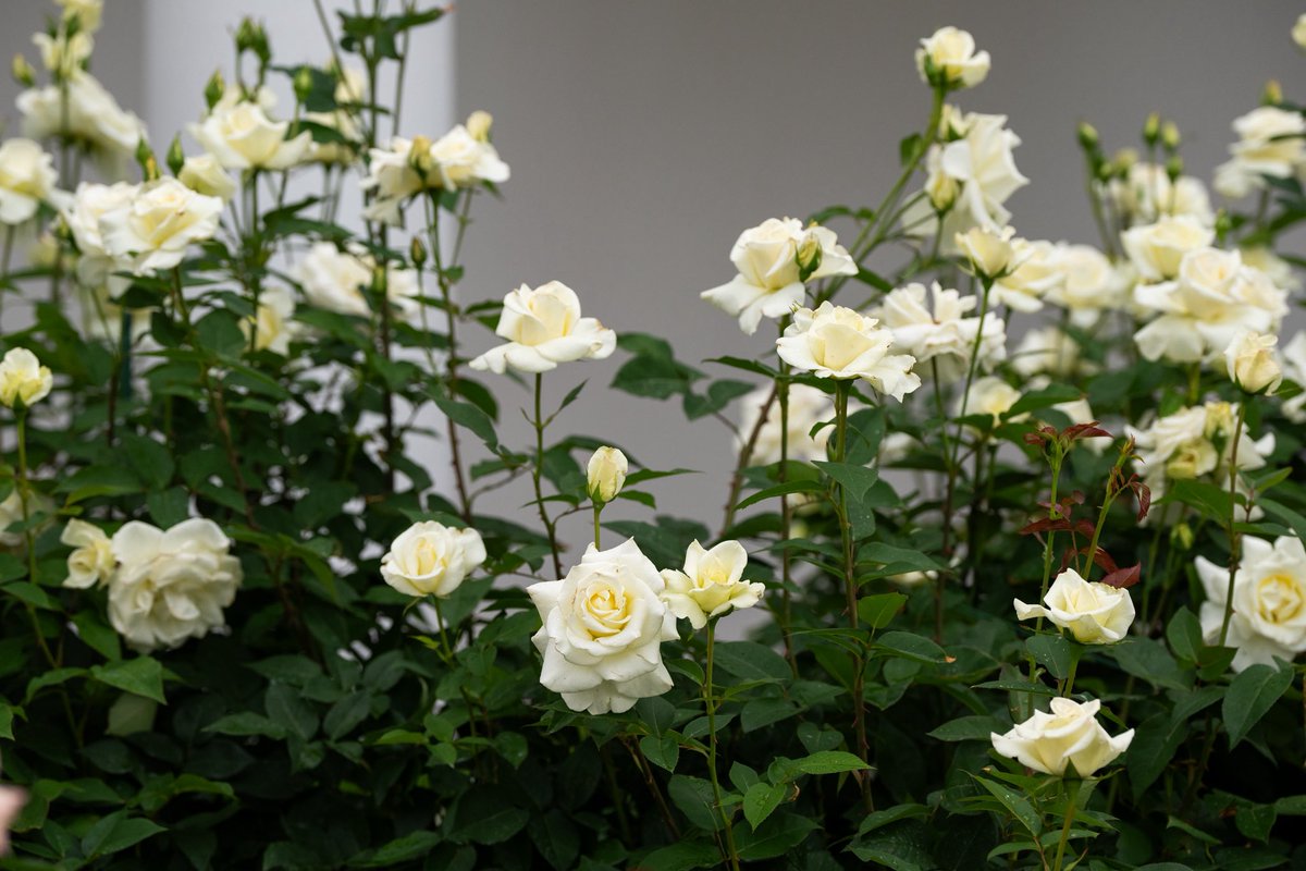 The Rose Garden is in full bloom, showcasing a stunning array of vibrant colors and exquisite fragrances. Each variety of rose exhibits its unique beauty. #RoseGarden #WhiteHouse