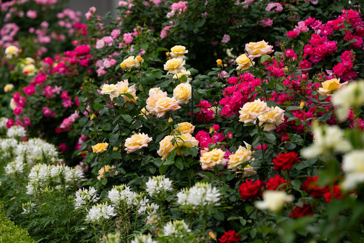 First Lady Melania Trump tweet media