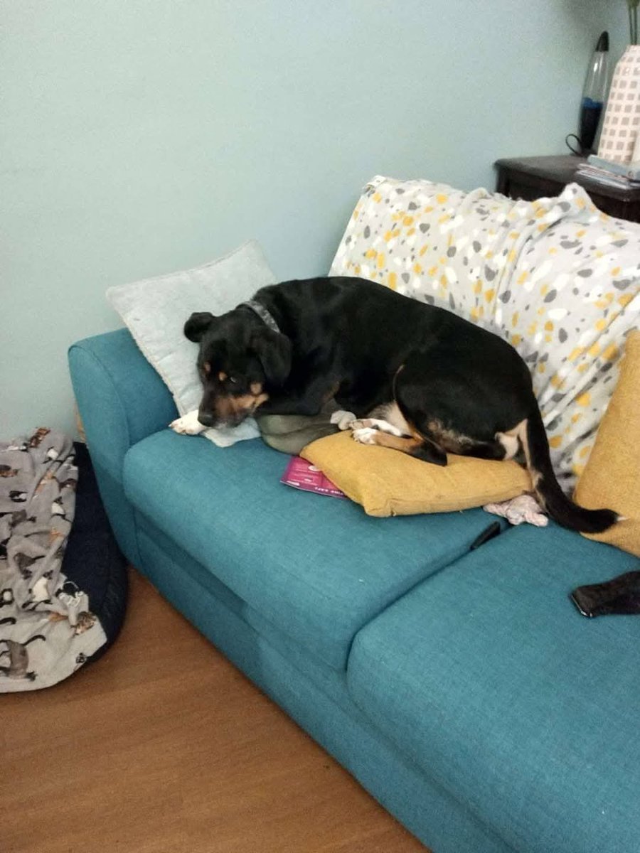 MissingPetsGB's tweet photo. 🐕 PENNY went missing from Hodgewood Lane #Pontefract #WF8 19 April 2025
Wearing a blue collar & BLUE LEAD STILL ATTACHED
PENNY is 6 years old, chipped & spayed.
Sightings only, if you see her, please call with time, location & direction of travel
DO NOT CHASE IF SEEN https://t.co/jeb29kQea5