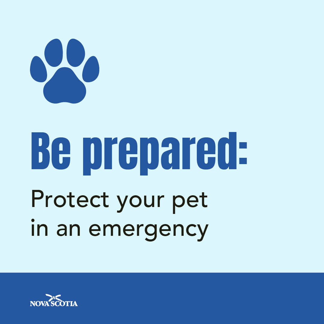 The best way to protect your pet in an emergency is to bring it with you. 

Know where you can take your pet in case you need to evacuate, and include your pet in your family emergency plan:  shorturl.at/itRKl

Be Prepared. Know Your Risks.
#EPWeek2025

<a href="/Get_Prepared/">Get Prepared</a>