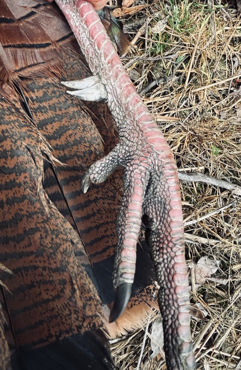 Mike Chamberlain (@wildturkeydoc) on Twitter photo Wild turkeys with multiple beards or spurs are unique and prized to turkey hunters. Why some toms have >1 beard or spur on a leg is unclear, but the primary beard or spur is usually longer. Anyone shot a tom with >1 beard or spur? <a href="/wildturkeylab/">wildturkeylab</a> <a href="/NWTF_official/">The National Wild Turkey Federation</a> Wild turkeys with multiple beards or spurs are unique and prized to turkey hunters. Why some toms have >1 beard or spur on a leg is unclear, but the primary beard or spur is usually longer. Anyone shot a tom with >1 beard or spur? <a href="/wildturkeylab/">wildturkeylab</a> <a href="/NWTF_official/">The National Wild Turkey Federation</a>