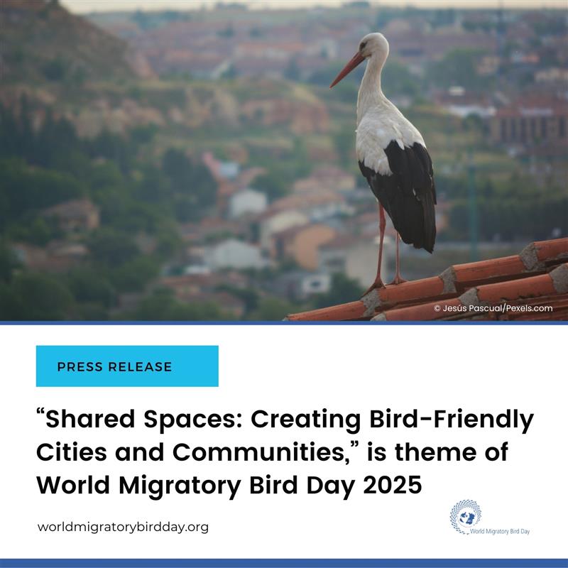 🗓️ #WorldMigratoryBirdDay is almost here!

Bird populations are in decline and urban hazards, from glass collisions to light pollution, are pushing many migratory birds to the brink.

Read the full press release &amp; learn how to create bird-friendly cities: worldmigratorybirdday.org/news/2025/%E2%…
