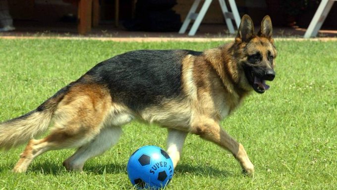 Gunther, ex-presidente do Pisa, com uma bolinha de futebol perto das suas patas