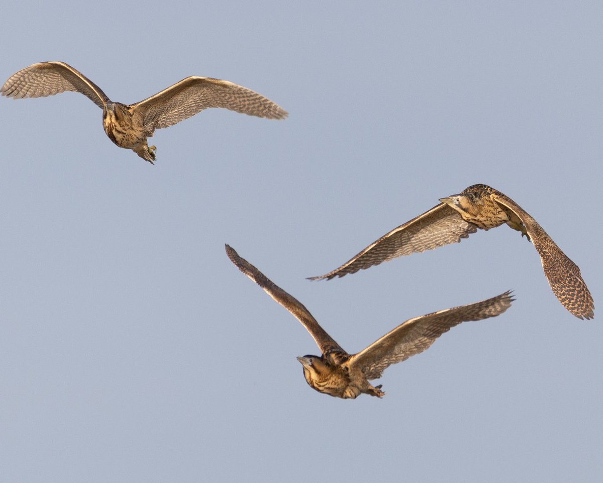 RSPB Minsmere π (@rspbminsmere) on Twitter photo We have sent the memo out to the Bitterns on the reserve to assemble, ready for Jack Baddams' Bittern Quest on Sunday, 11th May. Do you think he will be lucky enough to see them?
π· Bitterns - David Naylor
#RSPBMinsmere #BitternQuest #BirdWatching <a href="/JackBaddams/">Jack Baddams</a> We have sent the memo out to the Bitterns on the reserve to assemble, ready for Jack Baddams' Bittern Quest on Sunday, 11th May. Do you think he will be lucky enough to see them?
π· Bitterns - David Naylor
#RSPBMinsmere #BitternQuest #BirdWatching <a href="/JackBaddams/">Jack Baddams</a>