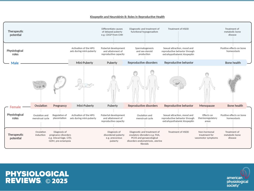 Physiological Reviews (@physiolrev) on Twitter photo #ArticlesInPress from @PhysiolRev looks at “#Kisspeptin and neurokinin B: roles in reproductive health”
Kanyada Koysombat, et al.
➡️ ow.ly/ByRI50VLgI8
#reproduction #neurokininB <a href="/imperialcollege/">Imperial College London</a> #ArticlesInPress from @PhysiolRev looks at “#Kisspeptin and neurokinin B: roles in reproductive health”
Kanyada Koysombat, et al.
➡️ ow.ly/ByRI50VLgI8
#reproduction #neurokininB <a href="/imperialcollege/">Imperial College London</a>