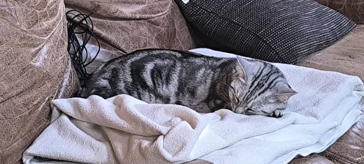 今年のGWはお猫様の長距離移動トレーニングも兼ねて安定の長野へ。

車に乗るとヨダレダラダラなお猫様。
ただ今年はいつと置いているキャットタワーがお供に。

そのお陰でヨダレダラダラは1度だけ。

ん？この方法もありなのか？
まぁ今回平気でも次ダメなケースもあるので油断は出来ませんけどね。