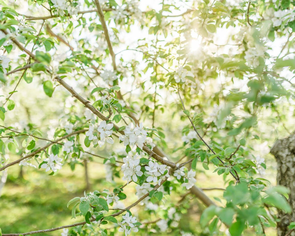 AlimentsNB's tweet image. Les arbres sont en fleurs. À l’approche de l’été, les producteurs de pommes se préparent en vue d’une bonne saison. C’est une période chargée, mais c’est aussi le moment idéal pour apprécier la beauté des vergers locaux. 🍏🌸
