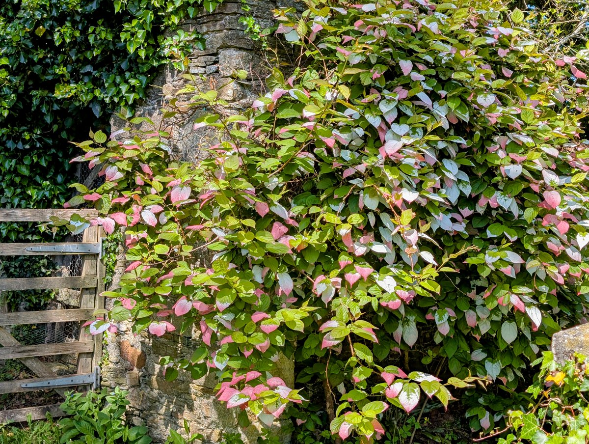 Sandhill House Country Retreat tweet media