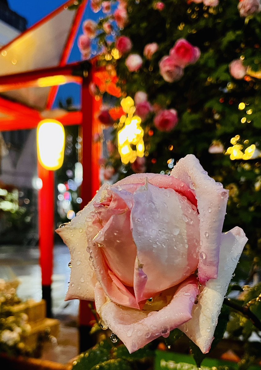 皐月雨　

薄紅（うすくれない）の　

薔薇しづく

逢はぬ夜ごとに　

雫のみ増す

拙作