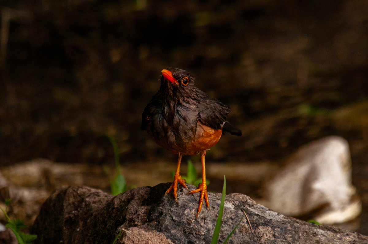 paulobuna's tweet photo. Birds Of Rongai (The Regulars)
1. Scarlet chested Sunbird (Female)
2. Bronzy Sunbird
3. Pale White-eye
4. Abyssinian Thrush
#BirdsOfRongai #BirdsOfKenya #BirdsSeenIn2025 #BirdPhotography #BirdWatching #Birding #BackyardBirds #BirdLovers #Birds #BirdingAtHome #BirdingTherapy https://t.co/gOpBg3K7xX