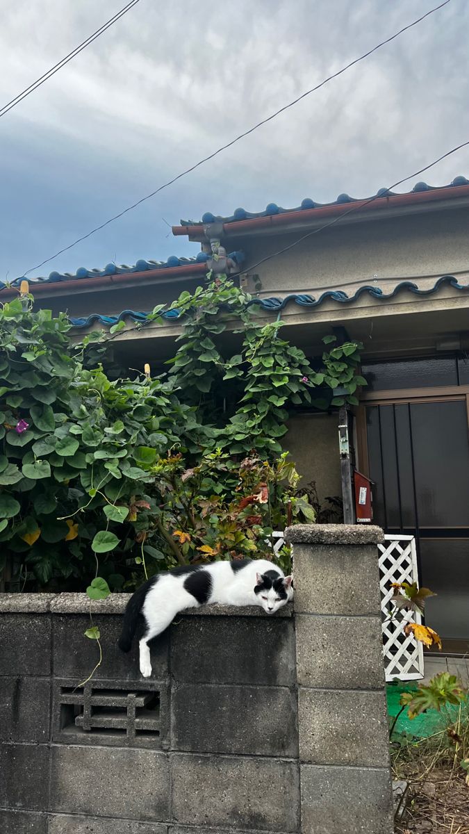 ᅠ ᅠ (@greendreaams) on Twitter photo 