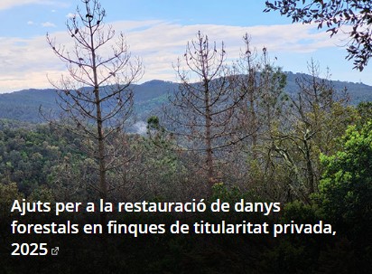 📢 Convocatòria d'ajuts a la GFS 2025. Restauració de danys forestals! 🌳

🗓️ Presentació de sol·licituds fins al 5/06/2025
📲 Sol·licituds a través de SIDER.

JA ESTÀ DISPONIBLE LA FITXA DE TRÀMIT PER A PRESENTAR ELS AJUTS: f.mtr.cool/uuxjzukbwt