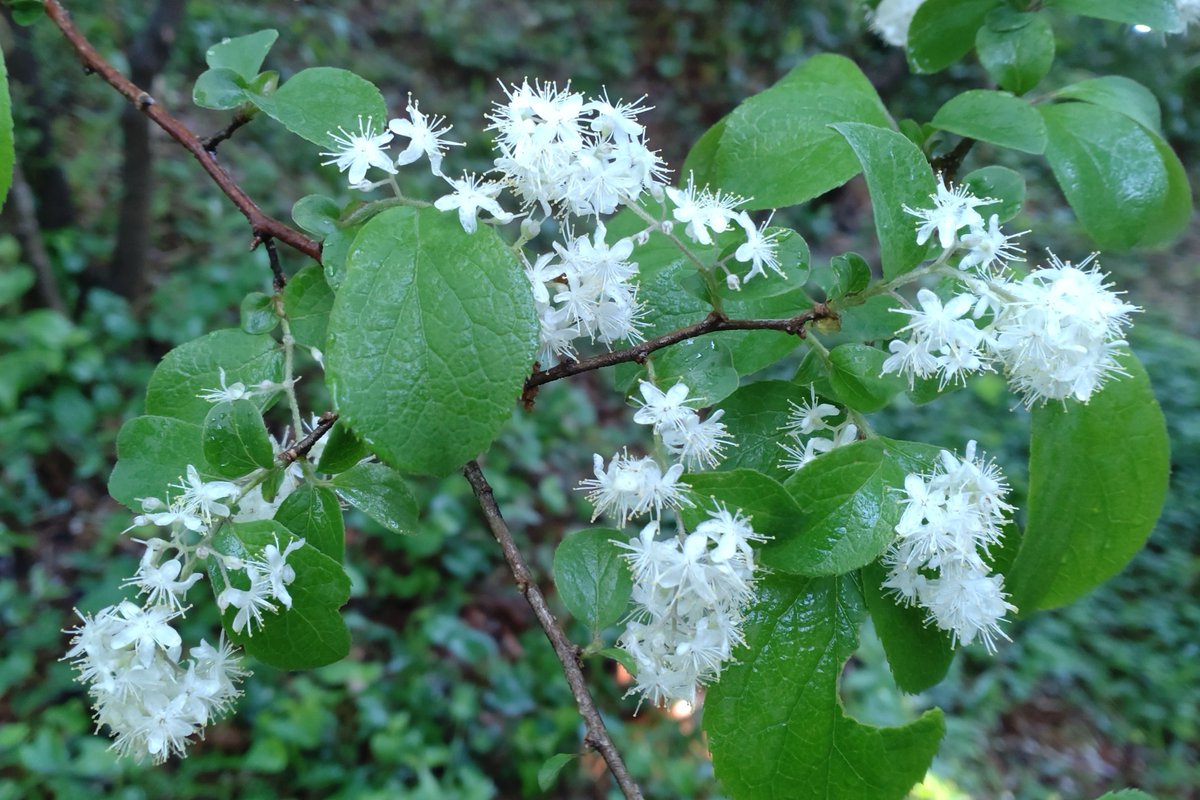 サワフタギ
紫色の沢山の実を期待してるけれど、毎年少ししか付けてくれない。今年はどうかな！