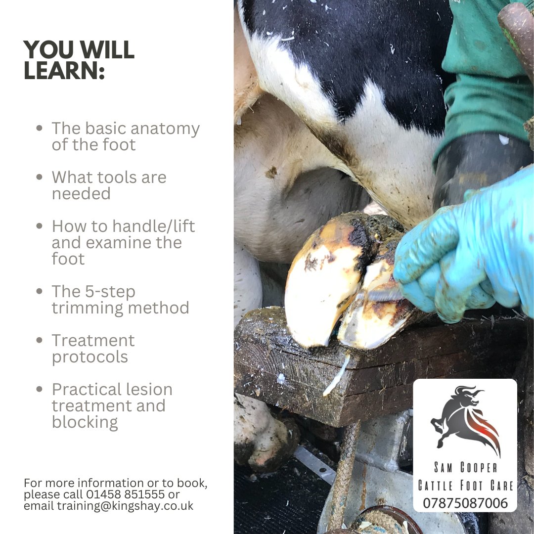 Don't miss out on this one, learn valuable hoof trimming skills on LIVE cows!
Get booking ⬇️
💥Fill out our quick and easy booking form here 📷 forms.office.com/e/fiYYsbumj5
💥Call us on 01458 851555 or email training@kingshay.co.uk to request a booking form.
#hooftrimming