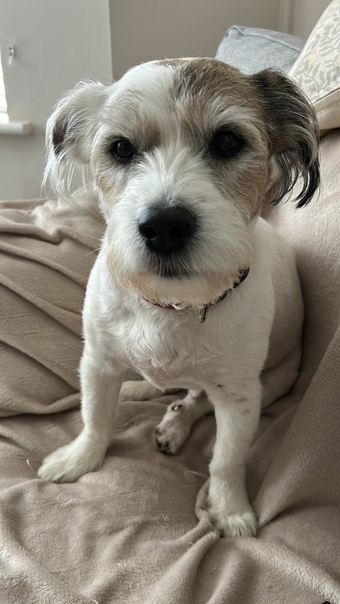 It’s me 11lth birthday, pals! But me feeling a bit under the wevvur 🎂🎉🎉