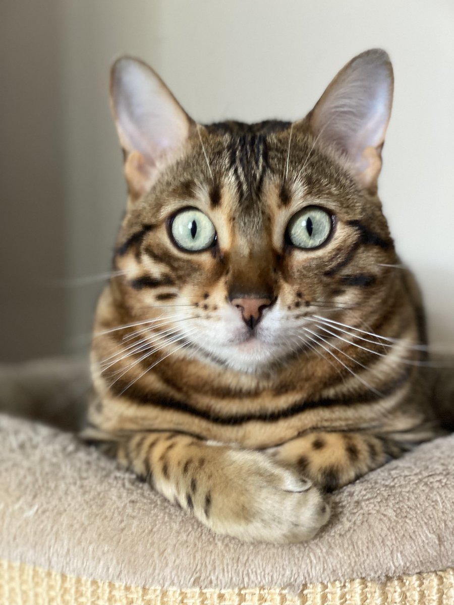 I want you to feed me 😂😂 can you resist these eyes? 😂😂 #tuesdayvibe #bengalcat