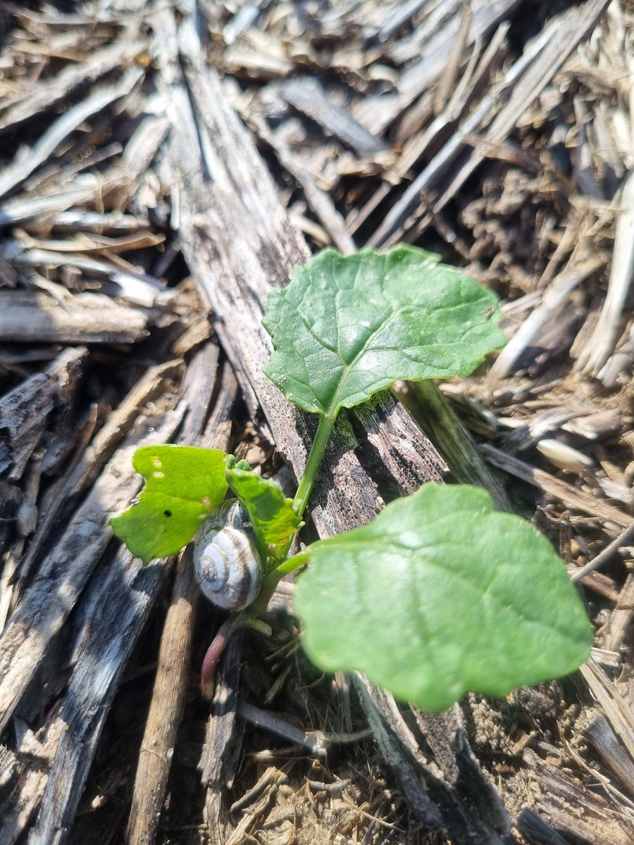 SEPWA (@sepwa_ag) on Twitter photo The snails are ready for bait - are you?
<a href="/DPIRDbroadacre/">DPIRD Broadacre - WA Grains & Livestock</a>
<a href="/GRDCWest/">GRDC West</a>
<a href="/PestFactsSARDI/">PestFactsSA</a>
#PestFactsWA The snails are ready for bait - are you?
<a href="/DPIRDbroadacre/">DPIRD Broadacre - WA Grains & Livestock</a>
<a href="/GRDCWest/">GRDC West</a>
<a href="/PestFactsSARDI/">PestFactsSA</a>
#PestFactsWA