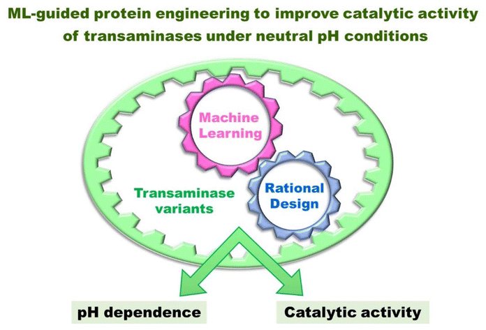 OrgChemFront (@orgchemfront) on Twitter photo 👉Have you read the #research article Machine learning-guided protein engineering to improve the catalytic activity of transaminases under neutral pH conditions by <a href="/aoyufe/">Yu-Fei Ao 敖宇飞</a>'s team?
#biocatalysis #enzyme #machinelearning
🔗doi.org/10.1039/D5QO00… 👉Have you read the #research article Machine learning-guided protein engineering to improve the catalytic activity of transaminases under neutral pH conditions by <a href="/aoyufe/">Yu-Fei Ao 敖宇飞</a>'s team?
#biocatalysis #enzyme #machinelearning
🔗doi.org/10.1039/D5QO00…