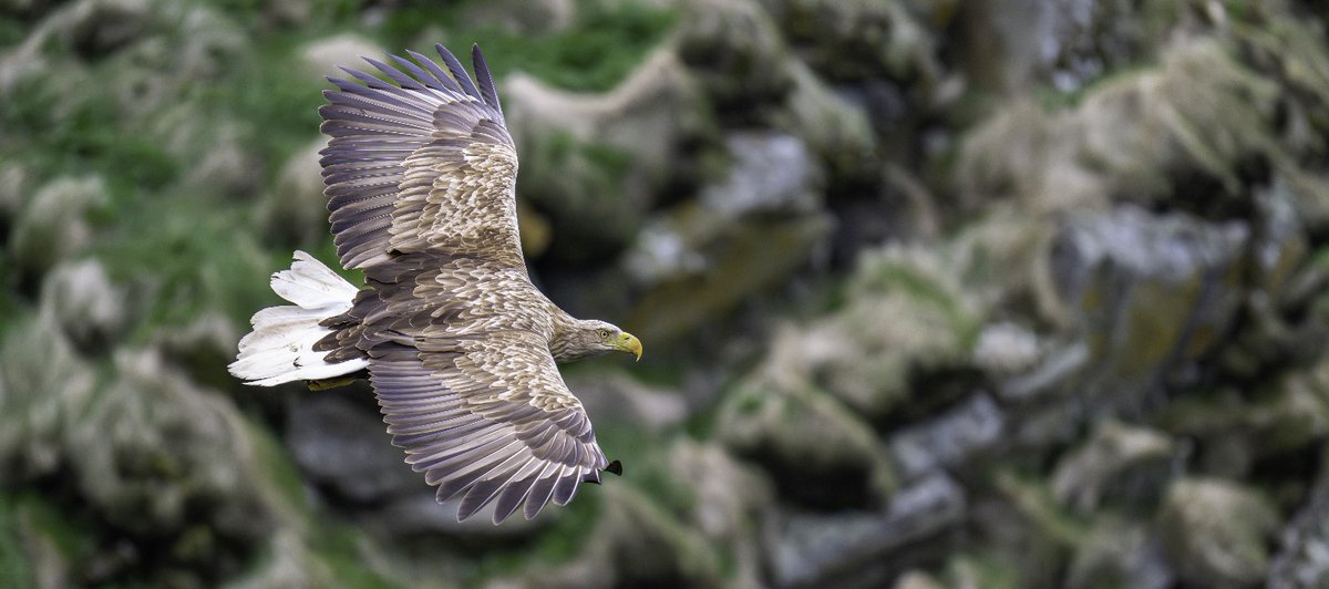 Majestätischen Seeadler. 
Norwegen am Nordatlantik