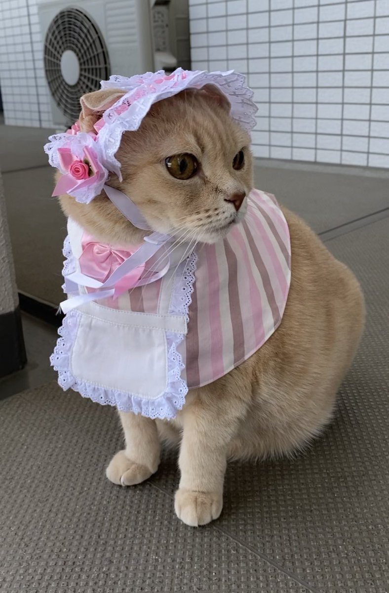 ♡もすけです♡ ももすけ (@mochisuke0531) / X