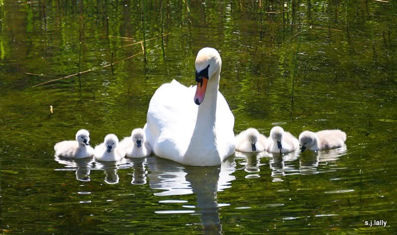 Absolutely beautiful image of six cygnets flanking their mother while out on one of their first outings after hatching this week! With a bit of luck, perhaps nature will smile on them and they will all survive into adulthood. 
Photo by Sean Lally 
#Galway #swans #wildatlanticway