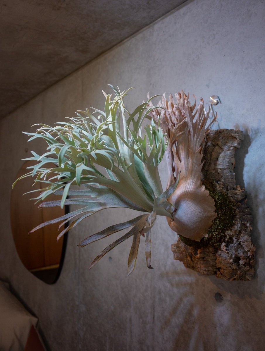 GW、ビカク買いまくってしまった。。。
けど大きくなって理想形に近づいていくのを見てると、あの時買っておいて良かったって思えますよね。